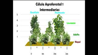 Celula Agroforestal Tierra Iris 1de5 Diseño