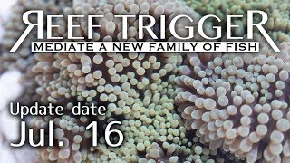 沖縄産ハンドコート ハタゴイソギンチャク ライトグリーン Sサイズ[OH0716-1]REEF-TRIGGER