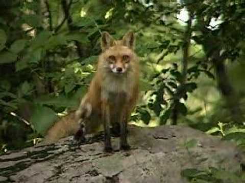 Scream of the red fox Scream of the red fox