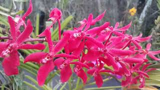 Stunning Red Orchid blooms in my garden