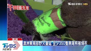 澳洲東南部野火蔓延　至少350隻無尾熊被燒死