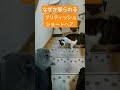 何もしていないのに怒られるブリティッシュショートヘア shorts 猫のいる暮らし 保護猫 ねこ ねこのいる暮らし 猫好きさんと繋がりたい cat cute