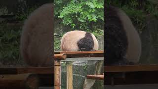 熊貓獨特的避雨方式！只要臉沒濕，那就不算淋雨