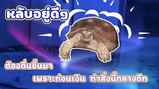 เต่าซูคาต้า - 🔴ก้อนเงินเป็นอะไรลูก⁉️ทำพ่อตกใจเปิดไฟมาเจออาการแบบนี้‼️นู๋จะทำกับพ่อแบบนี้ไม่ได้นะ