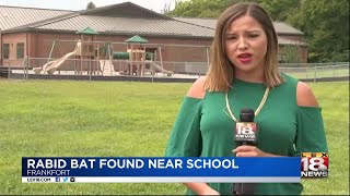 Rabid Bat Found Near School