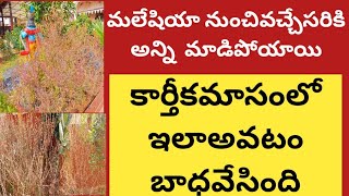 మలేషియానుంచి వచ్చేసరికి మాడిపోయాయి| కార్తీకంలో తులసిమొక్కలుఇలాఅవటంబాధగాఉంది| ఉన్నవాటితోనేసంతోషం