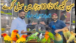 سن کنور کا انڈا 10 ہزار میں بک رہا ہے کاروبار کا سنہری موقع رانا عامر بھائی کی سب سے کم پرائز ڈیل