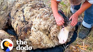 Sheep Covered In Over Eighty Pounds Of Wool Gets A Makeover | The Dodo