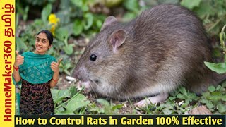 Get Rid of Rats in Garden| எலி பிரச்சனை இனி இல்லை | Simple Trick to control Rats in Garden