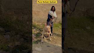 Pure Kohati Gultair vs pitbull #kohatigultair #pitbull #bullydogs #kangal #shorts #shortvideo
