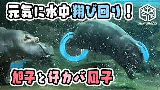 【旭山動物園】元気に水中翔びまわり！🦛🦛✨旭子お母さんと仔カバ凪子[Asahiyama Zoo] The Hippo, Nagiko, and her mom, Asako.