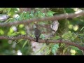 鮮やかキビタキ！秋に出会った小鳥たち narcissus flycatcher