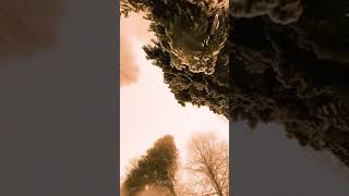 Snow Trees | Snow falling | relaxing videos #oddlysatisfyingvideo #shorts #snowfall