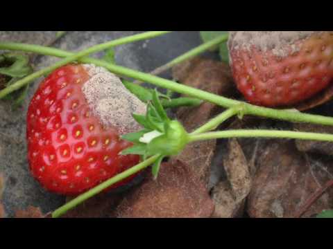 How Botrytis (Grey Mold) Infects A Plant How Botrytis (Grey Mold) Infects A Plant