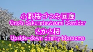 Cherry-blossom 桜の新名所になるか！小野桜づつみ回廊 お花見