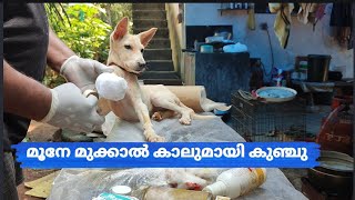 കുഞ്ചിയമ്മയുടെ മകന്‍ പഞ്ചാര കുഞ്ചുവിന്‍റെ കഥ