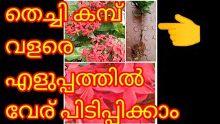 #funcasa #chethi #thetti തെച്ചി എളുപ്പത്തിൽ വേരു പിടിപ്പിക്കാം ixora plant propagation and care