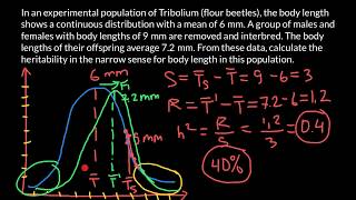 Quantitative Genetics: How to Find Narrow Sense Heritability