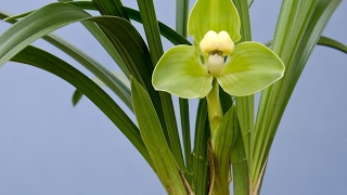 適合室內去除「甲醛」的植物