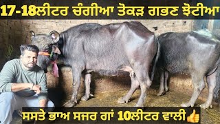 ਚੰਗੀਆ ਤੋਕੜ ਗਭਣ ਝੋਟੀਆ ਅਤੇ 1 ਗਾਂ ਵੀਕਾਓ। Buffalo and cow for sale/vadiya farm/27-2-25