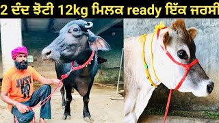 2 ਦੰਦ ਝੋਟੀ ਨਾਲ#ਕੱਟੀ ਪਹਿਲਾ ਸੂਆ 12kg ਮਿਲਕ ready ਨਾਲ ਇੱਕ ਪਹਿਲਾ ਸੂਆ ਟੌਪਰ ਜਰਸੀ for sale!!