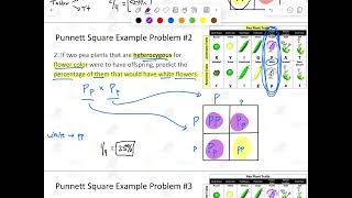 Punnett Square Practice Problems