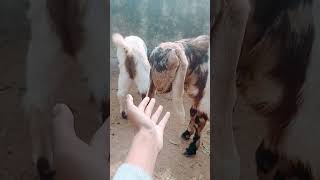 cute baby goat|| Bakri ka baccha 🐐 #shorts