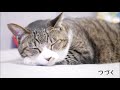 【diy】１００均の材料だけを使って猫用ケージを作る☆