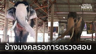 “พลายเอกชัย” รอตรวจสอบลักษณะพิเศษช้างมงคล  | เต็มข่าวค่ำ  | 8 พ.ค.62