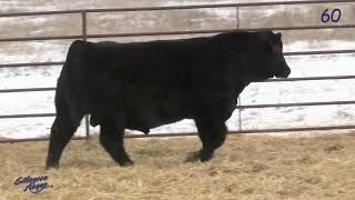 Ellingson Angus Lot 60