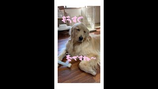 漫画のようなゴールデンレトリバーのうたた寝🐶🌷 Funny Dog :) はななん日記♡