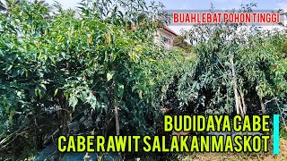 Cabe Rawit Salakan Dari Maskot Tiada Duanya Metode Profesor Cabe