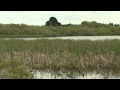 Restoration of the Tutaepatu Lagoon