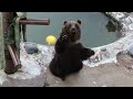 餌やりが楽しい！のぼりべつクマ牧場 feeding is fun noboribetsu bear farm 登別クマ牧場 北海道 japantravel hokkaido