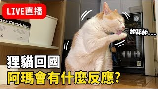 【黃阿瑪的直播】狸貓出國回來，貓咪會有什麼反應呢？