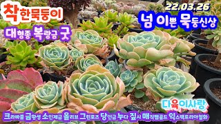 다육이사랑2탄/묵은둥이군생/매직잼골드.올리브.누다.짚시.아마빌레.크라바쭘.둥근잎비취후리데.익스펙트리아.당인금.그린로즈.부케.방울복랑금.소인제금/택배010 6301 7814