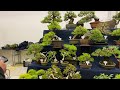 gafuten bonsai bonsai stall by tsukamoto