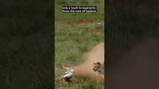 Cheetahs Hunting, Hare, Impala \u0026 A Wildebeest! #Cheetah #amazing  #bigcat  #wild #attack #shorts