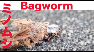 【bagworm】ミノムシ発見！！