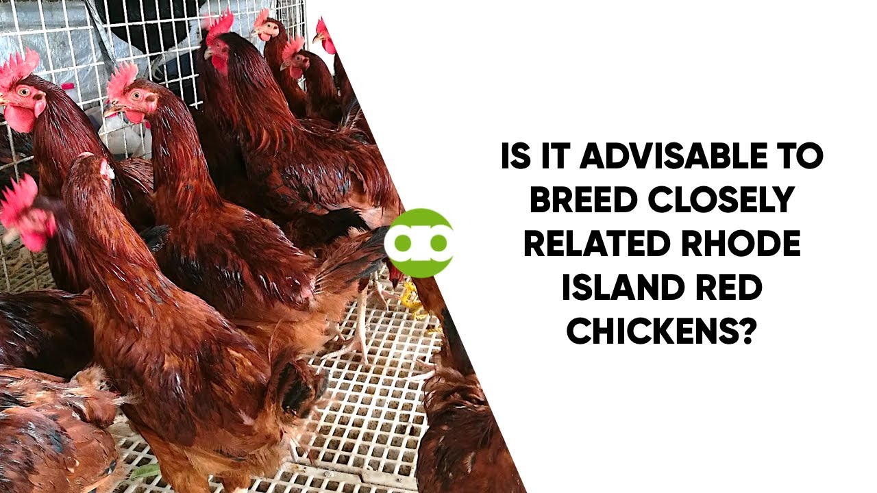 Is It Advisable to Breed Closely Related Rhode Island Red Chickens?