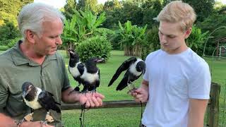 African Pied Crows from Winding Woods Ranch