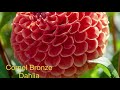 different kinds of ball dahlia