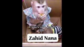 ایک تو پستولی خانے کے وقت شور بہت کرتا ہے #zahidalirana #pastoli #monkey #comedy #funny #youtubeshot