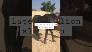 late stallion alishan rohitgarh