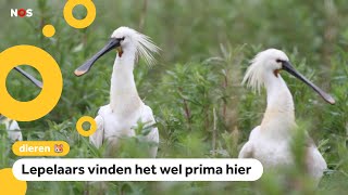 Vogels overwinteren vaker in Nederland door klimaatverandering