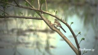 野鳥撮影・ ハクセキレイ幼鳥　White Wagtail