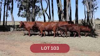 LOT 103