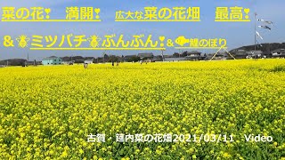 【菜の花】満開❣　広大な菜の花畑　最高❣　＆🐝ミツバチ！ぶんぶん！＆鯉のぼり　古賀・筵内菜の花畑2021/03/11Video