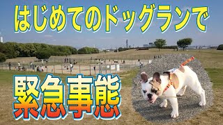 【ハプニング発生】初のドッグランデビューでこんな事に！衝撃映像あり【生後4ヶ月】