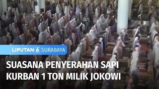 Penyerahan Sapi Kurban 1 Ton Milik Jokowi | Liputan 6 Surabaya